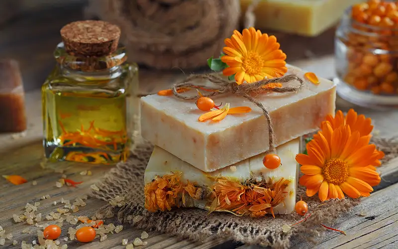 Calendula et son éponge